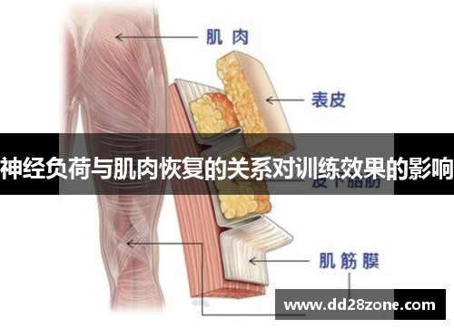 神经负荷与肌肉恢复的关系对训练效果的影响
